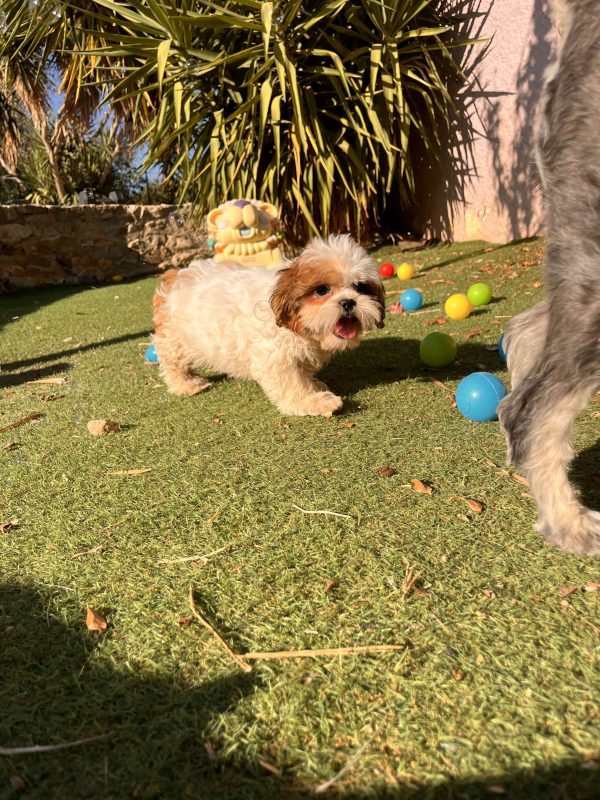 Shih Tzu - Image 2