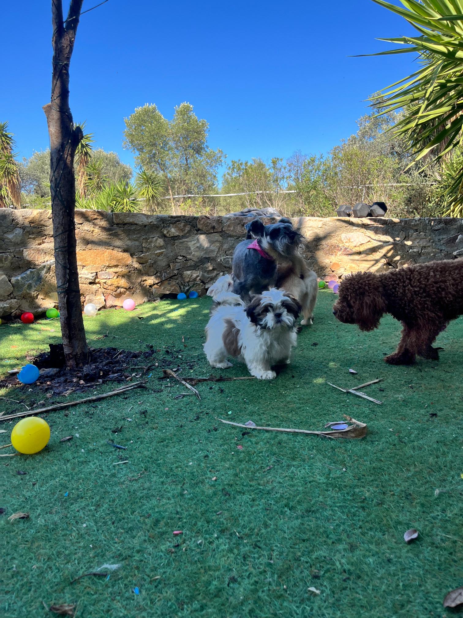 Shih Tzu - Image 3