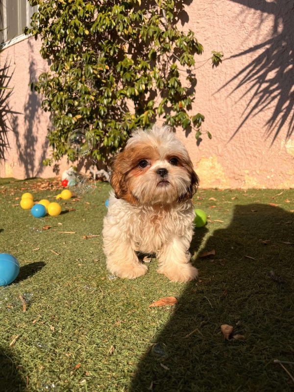 Shih Tzu