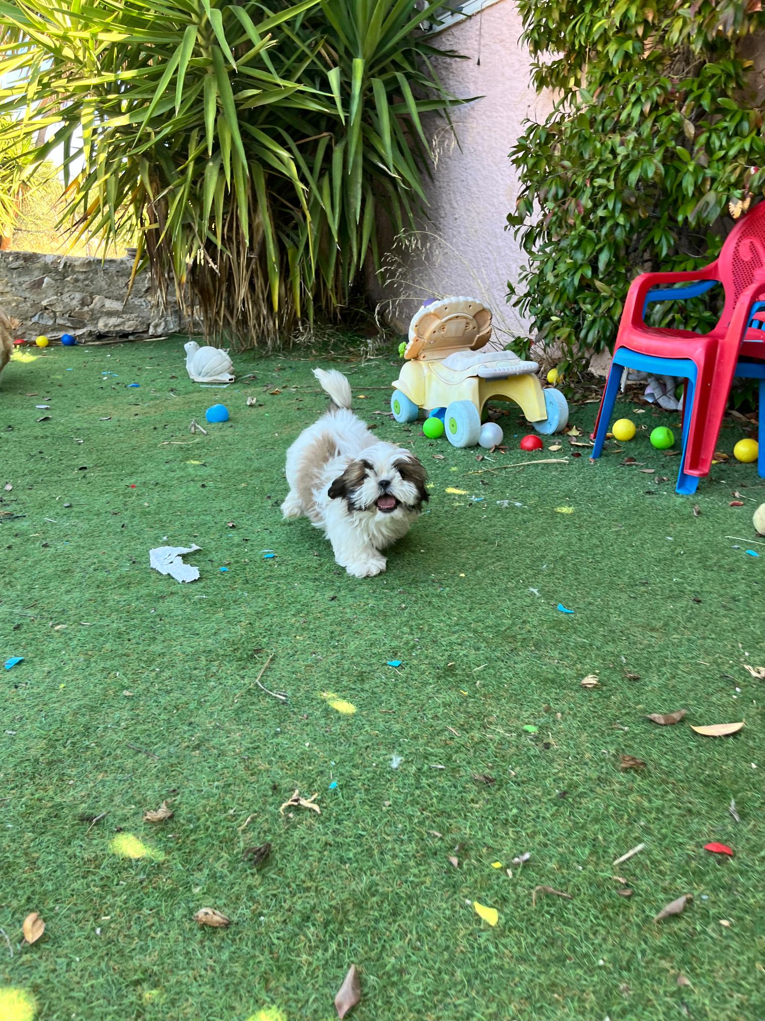 Shih Tzu - Image 4