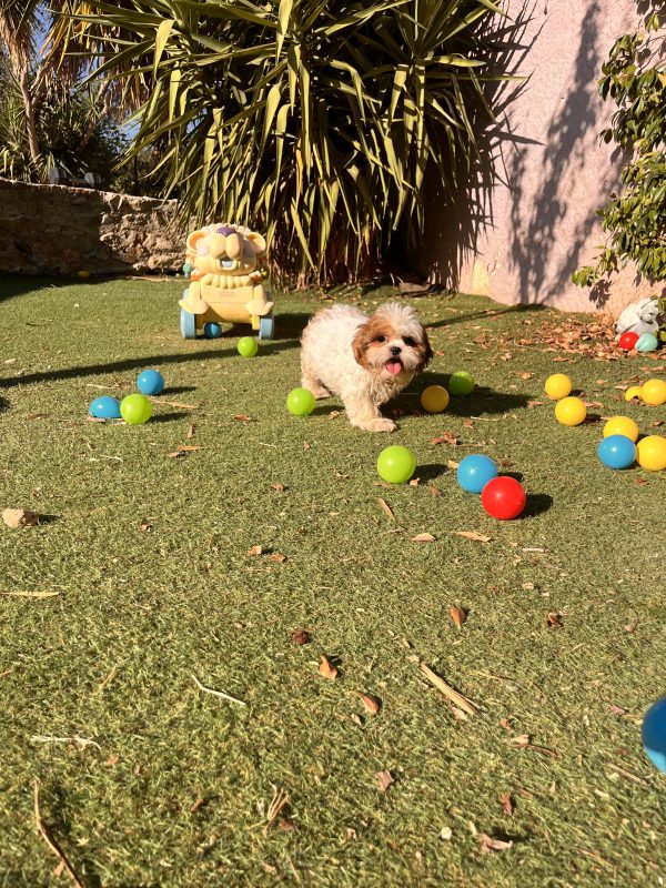 Shih Tzu - Image 4