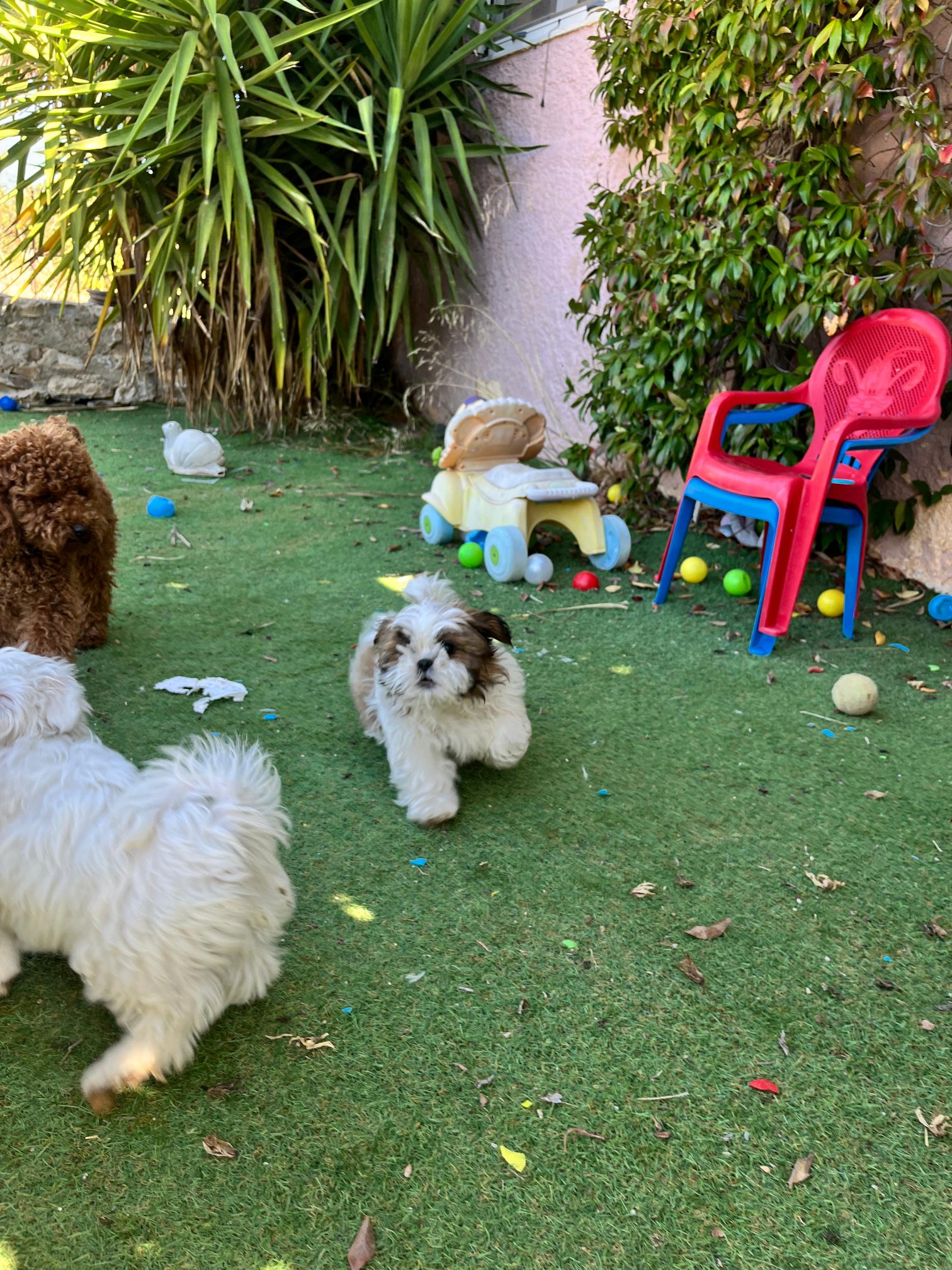 Shih Tzu - Image 5