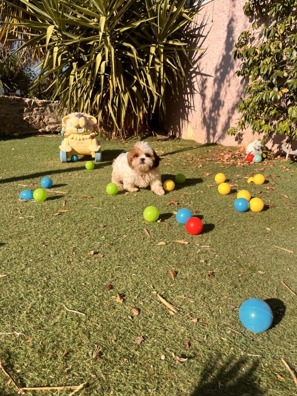 Shih Tzu - Image 5