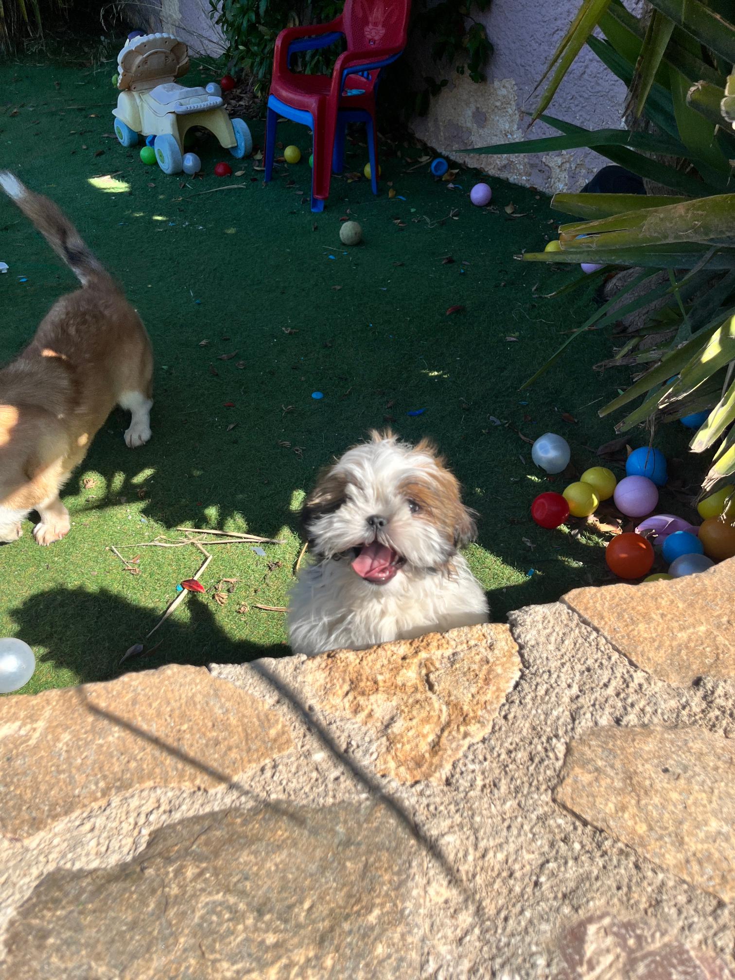 Shih Tzu - Image 6