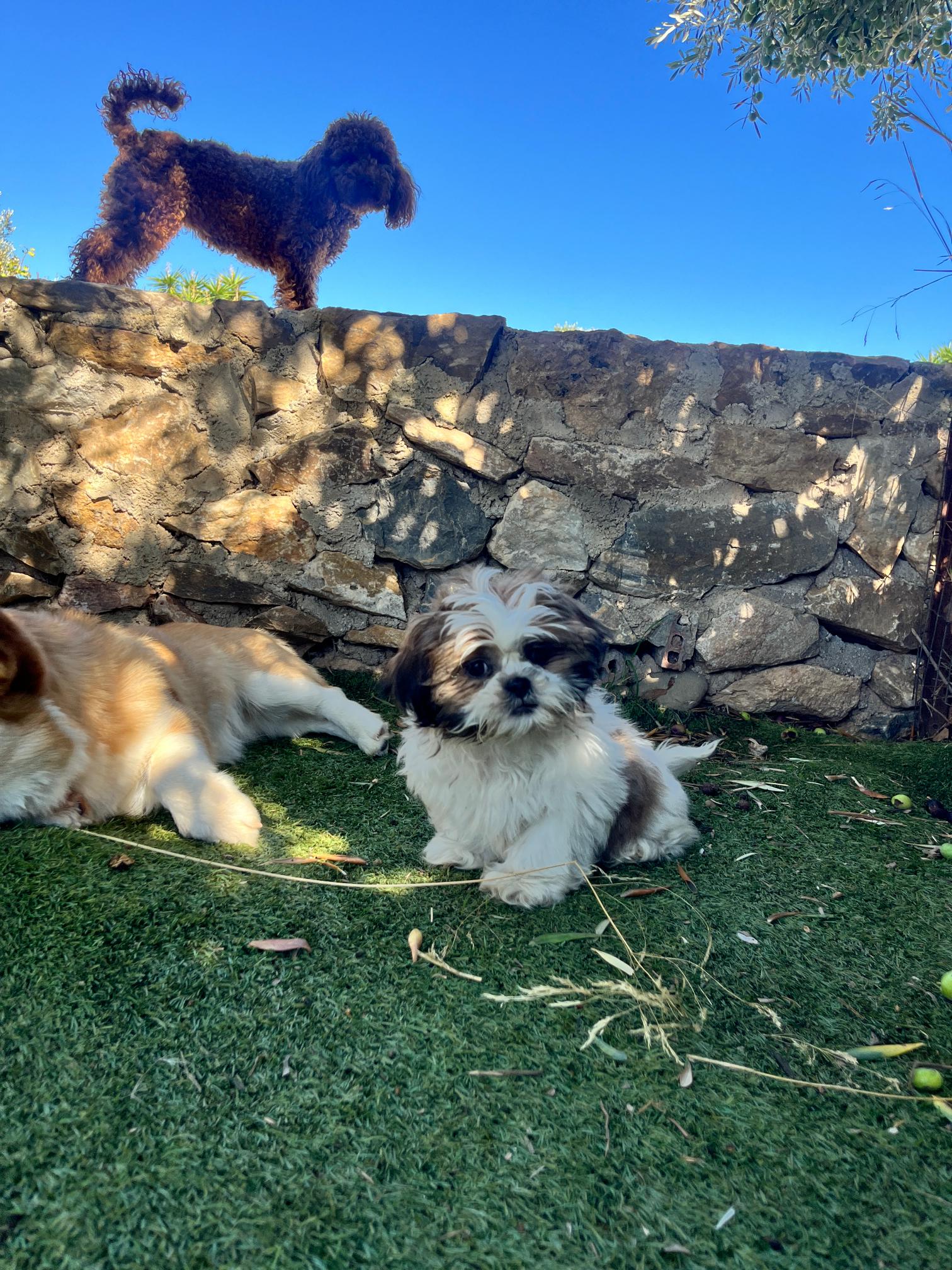 Shih Tzu - Image 7