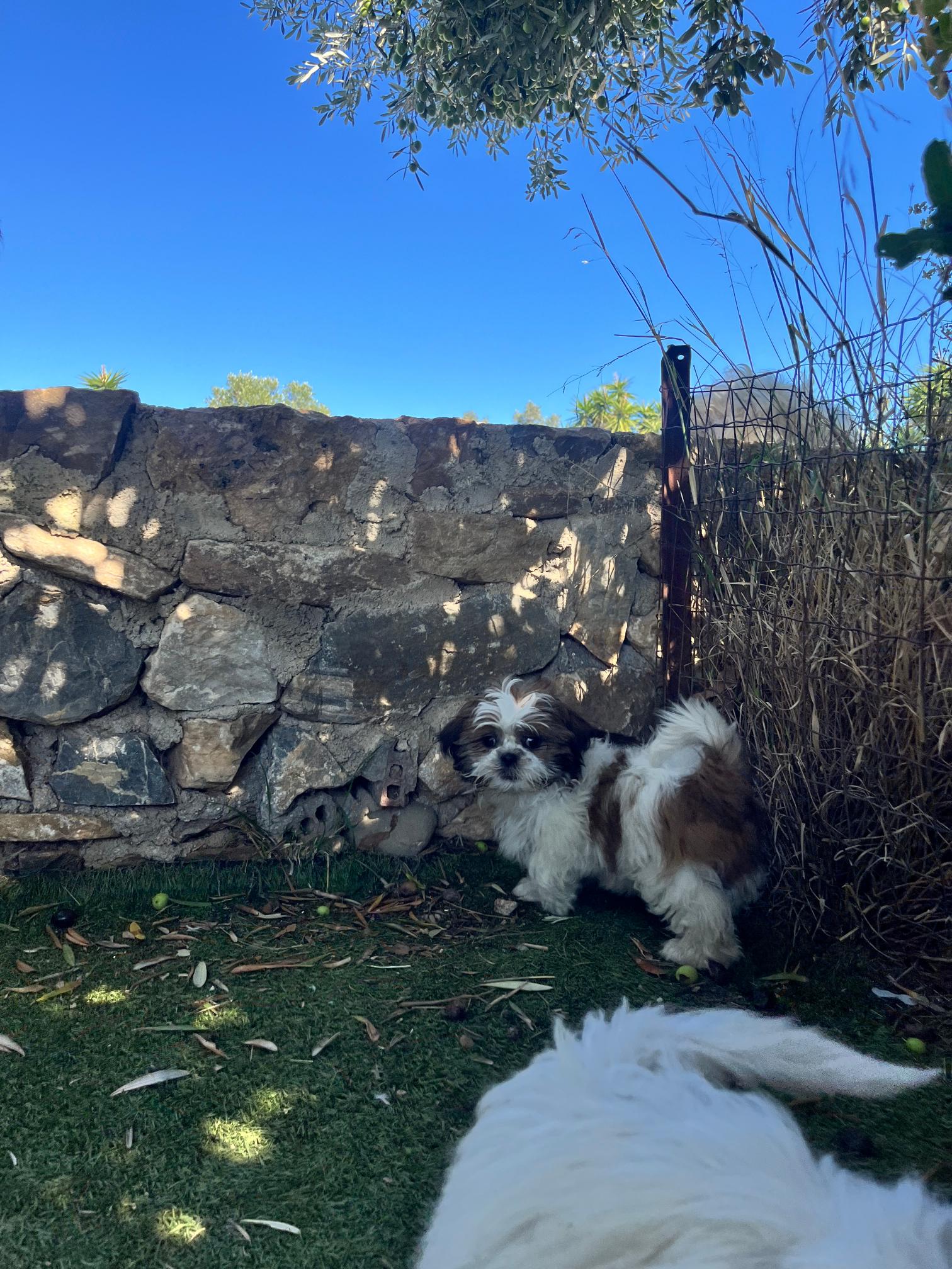 Shih Tzu - Image 15