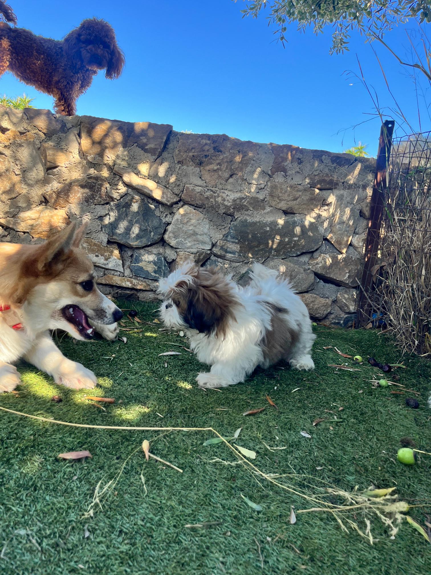 Shih Tzu - Image 16