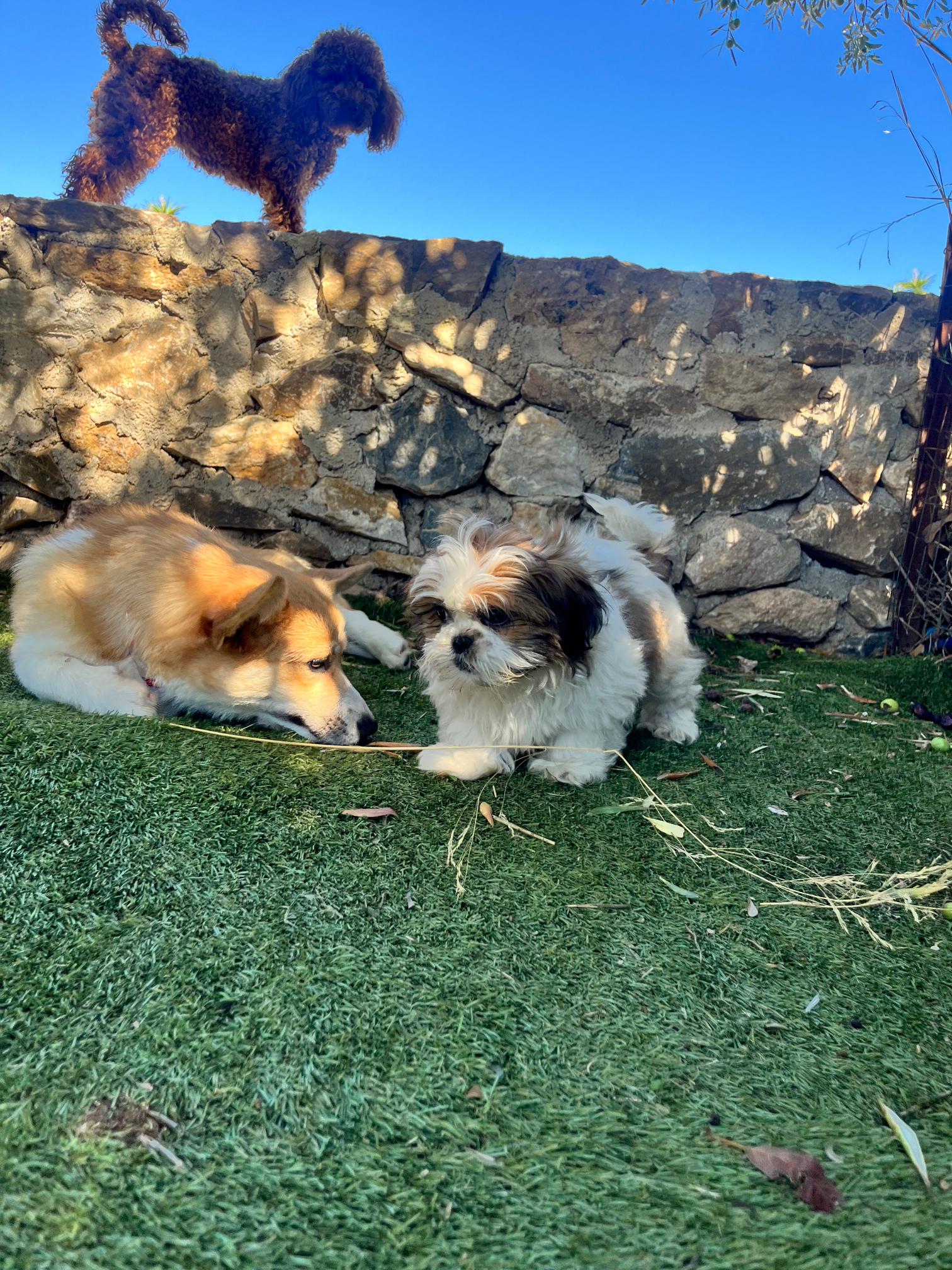 Shih Tzu - Image 17