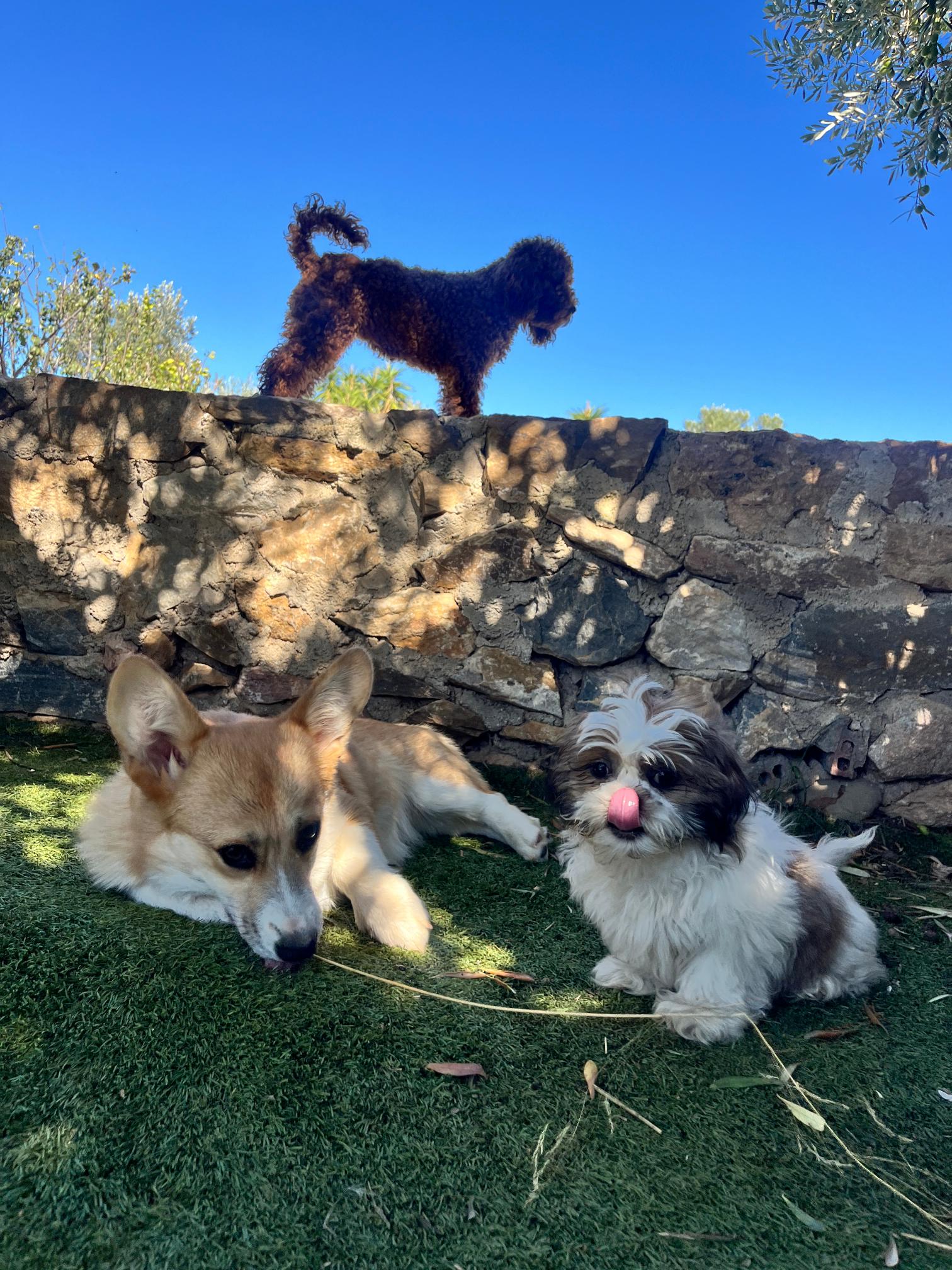 Shih Tzu - Image 18