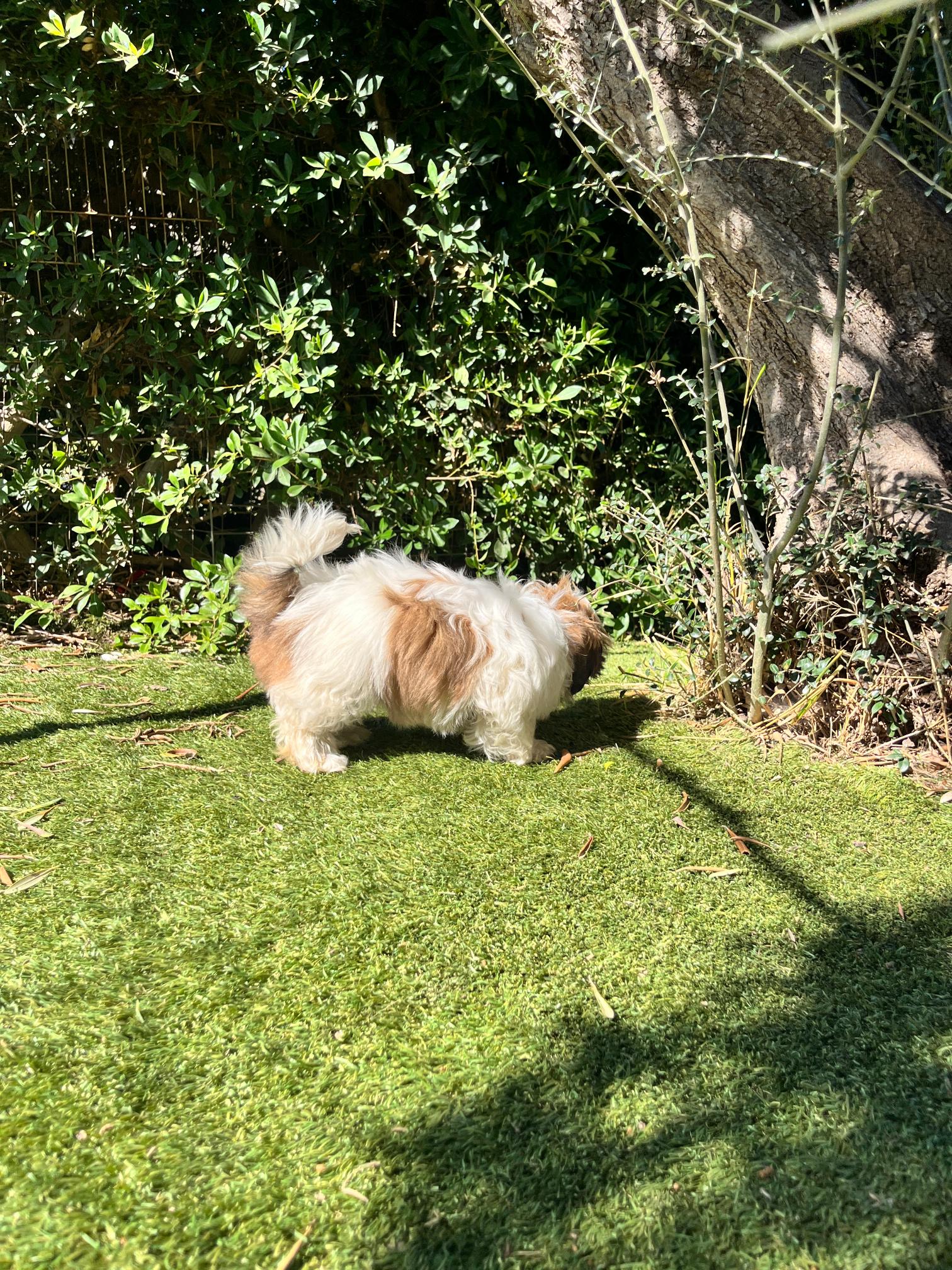 Shih Tzu - Image 8