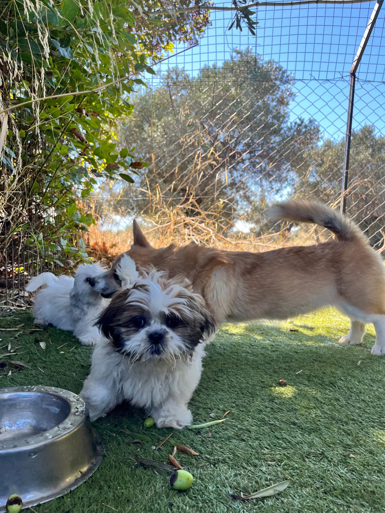 Shih Tzu - Image 9