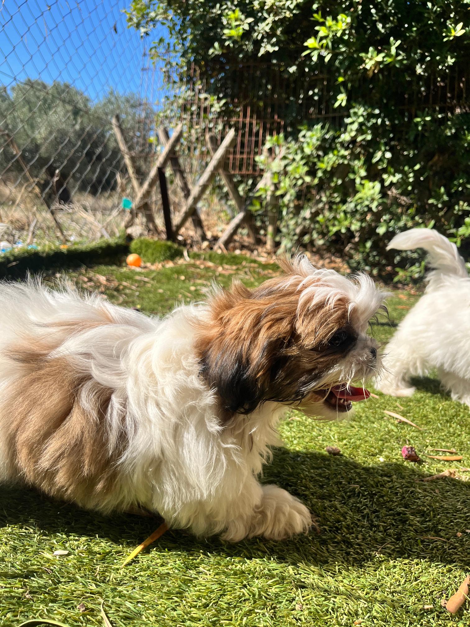 Shih Tzu - Image 10