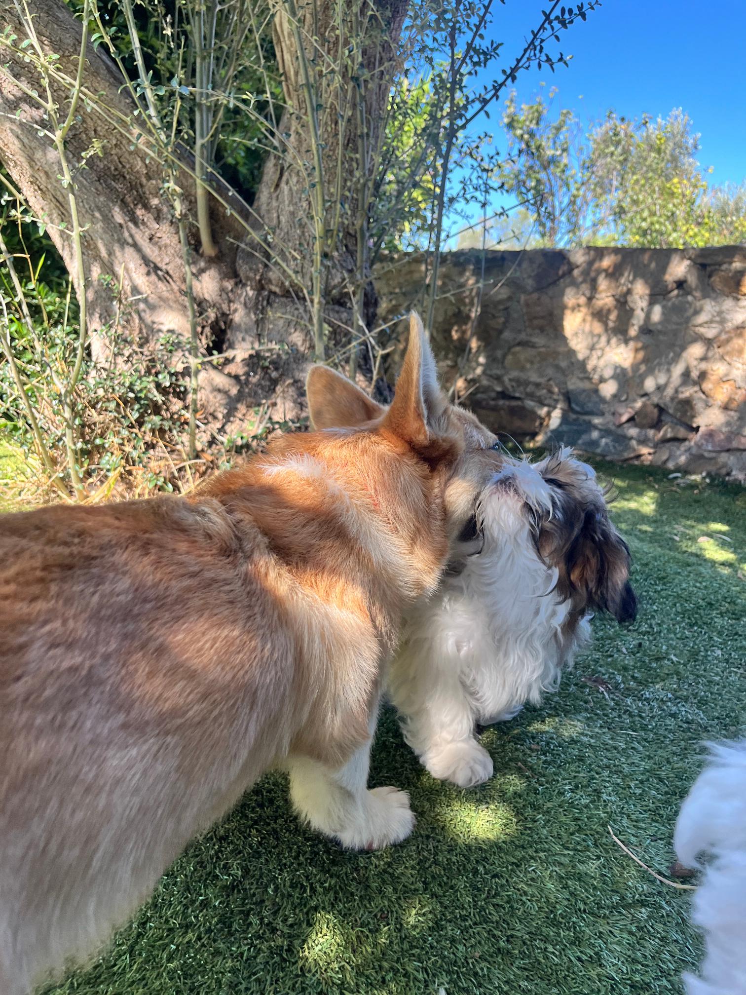 Shih Tzu - Image 11