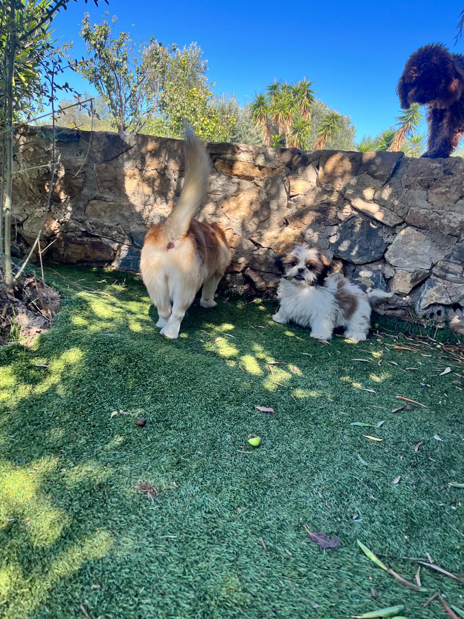 Shih Tzu - Image 12