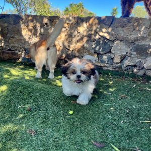 Shih Tzu