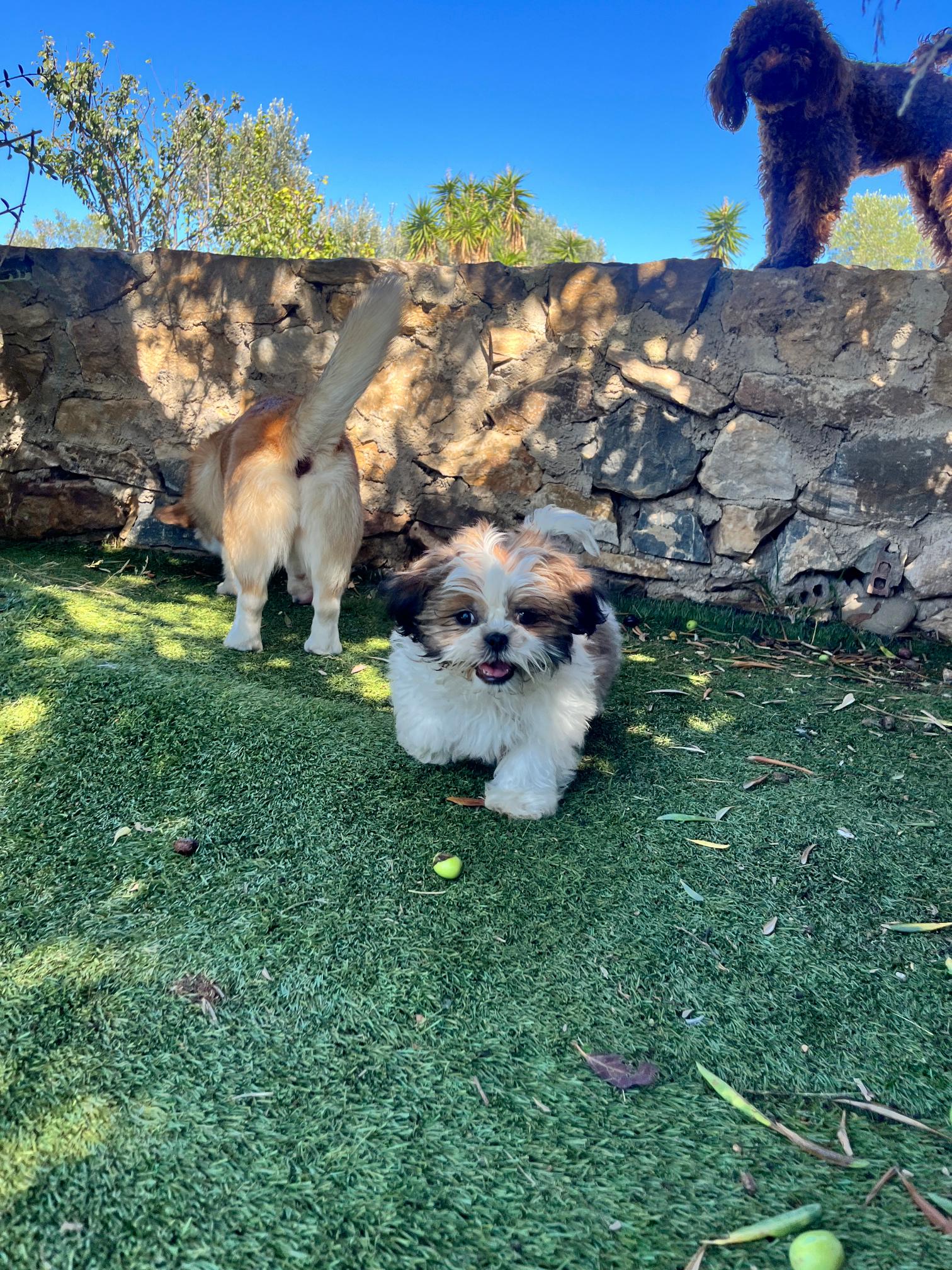 Shih Tzu