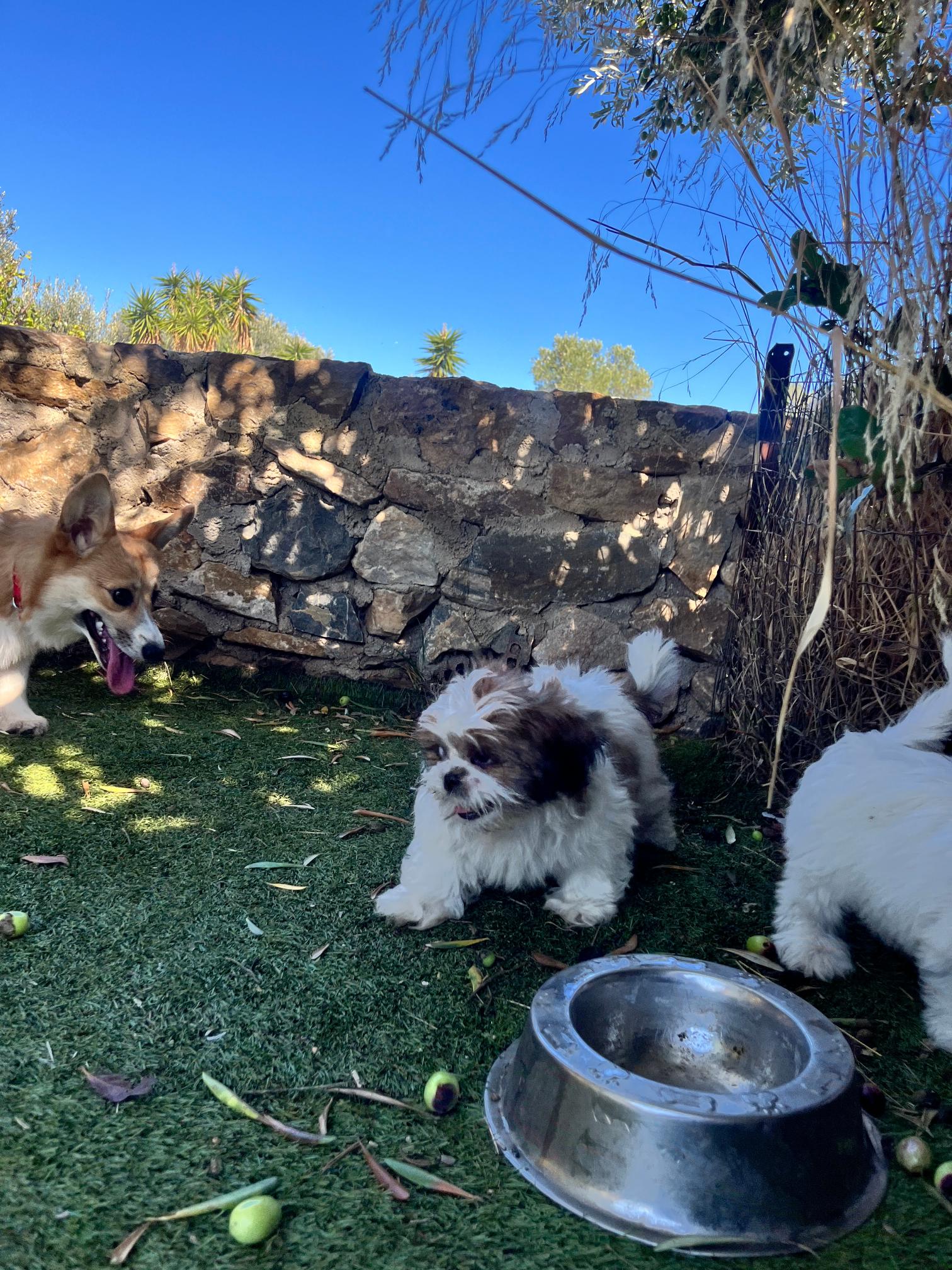Shih Tzu - Image 13