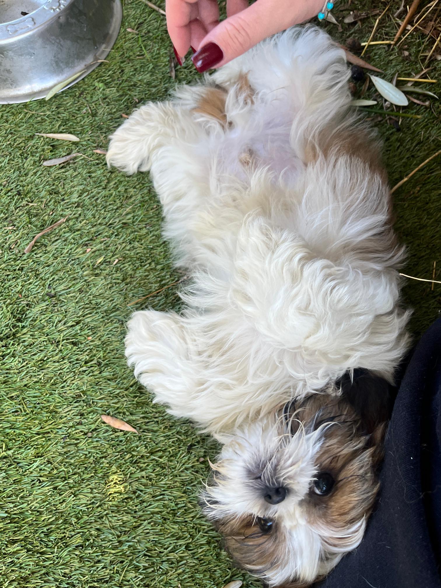 Shih Tzu - Image 14