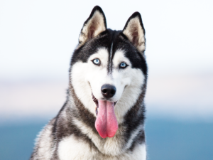 Read more about the article Siberian Husky