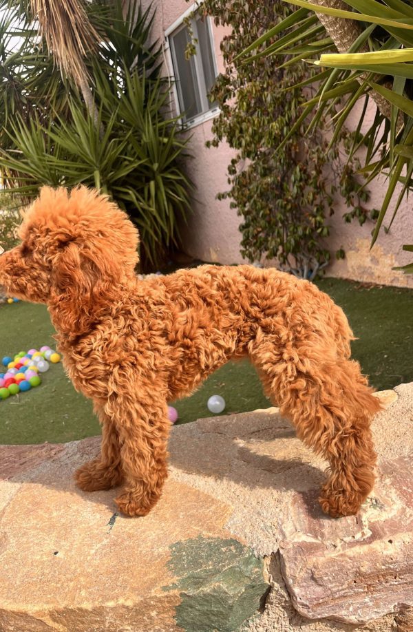 Toy Red Poodle | 5th Generation of Wolf Street Line