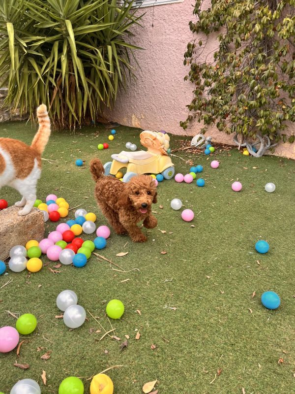 Toy Red Poodle | 5th Generation of Wolf Street Line - Image 3