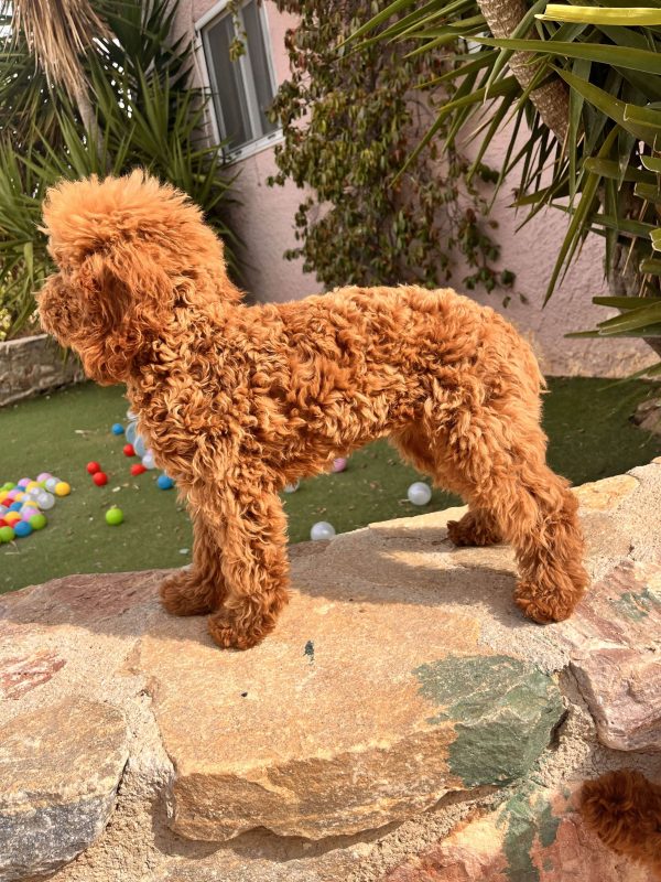 Toy Red Poodle | 5th Generation of Wolf Street Line - Image 9
