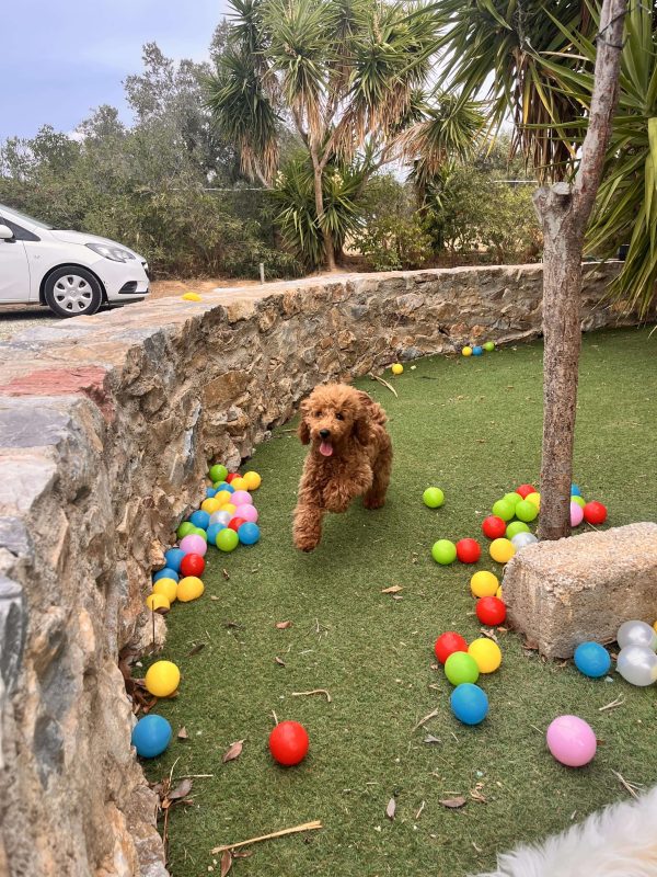Toy Red Poodle | 5th Generation of Wolf Street Line - Image 5