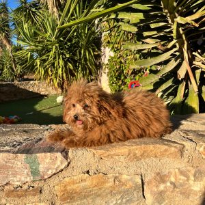 Toy Light Apricot Poodle