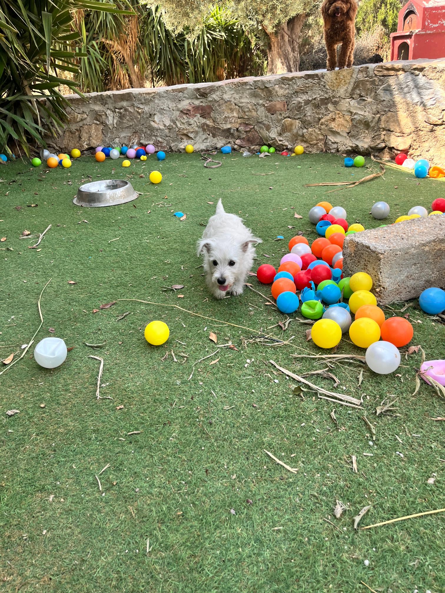 West Highland Terrier - Image 3