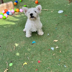 West Highland Terrier