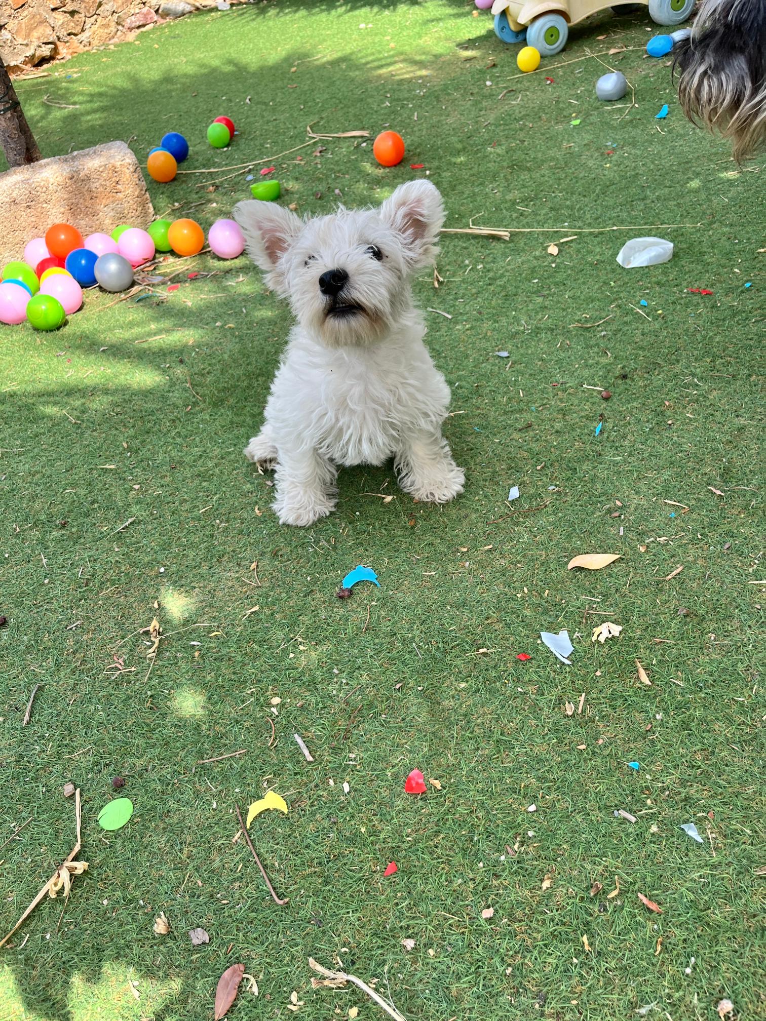 West Highland Terrier