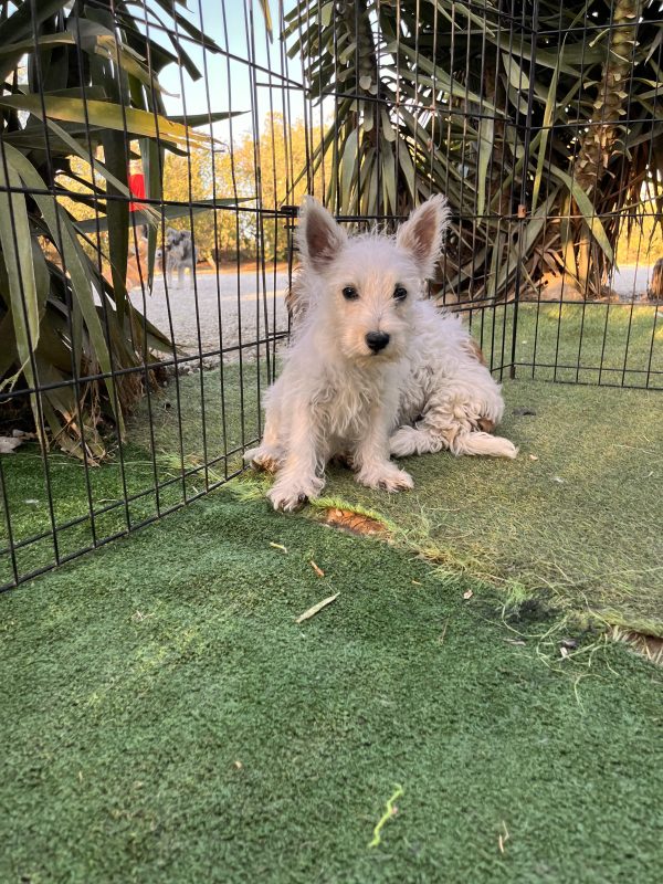 West Highland Terrier - Image 2