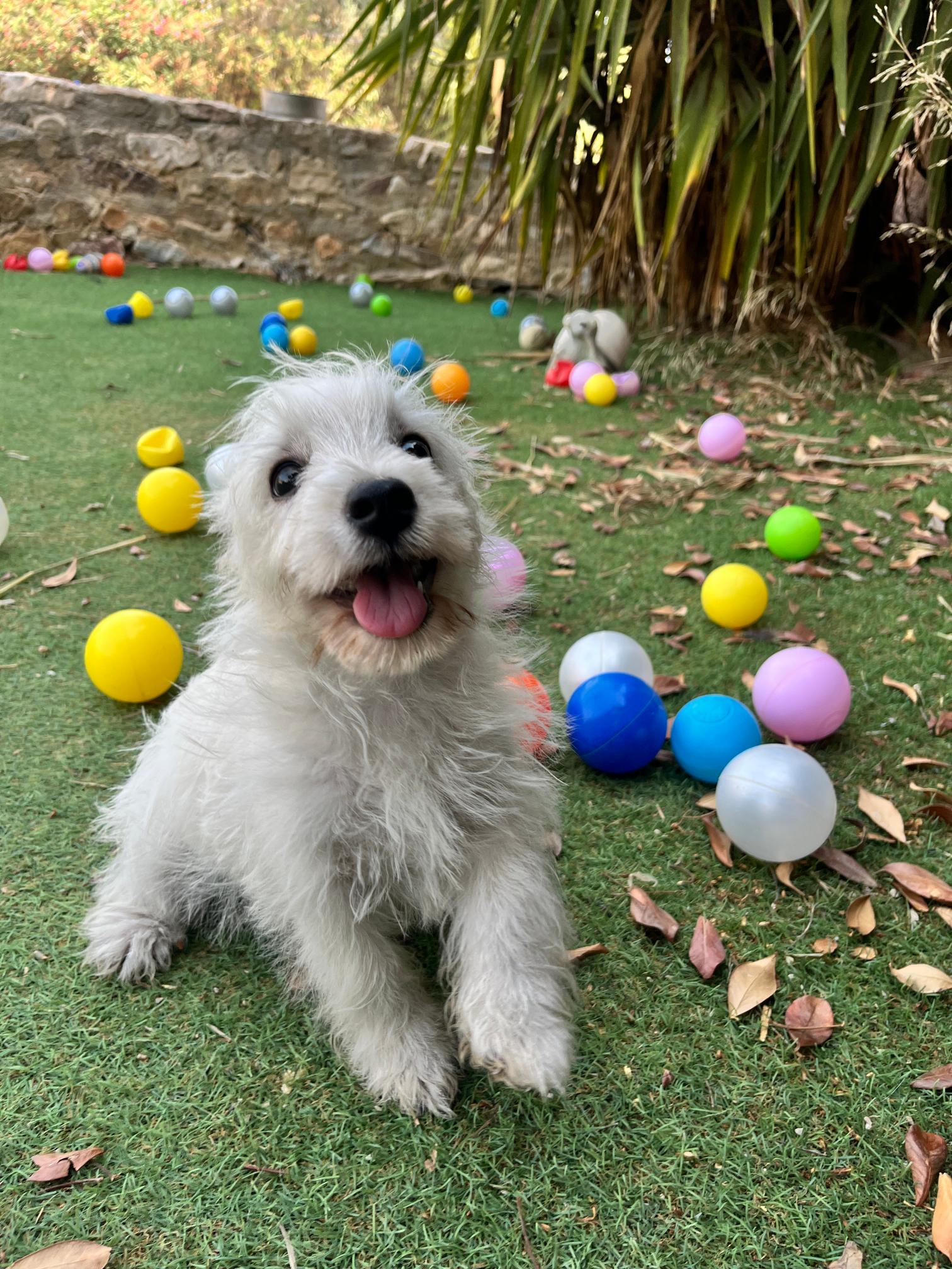 West Highland Terrier - Image 12