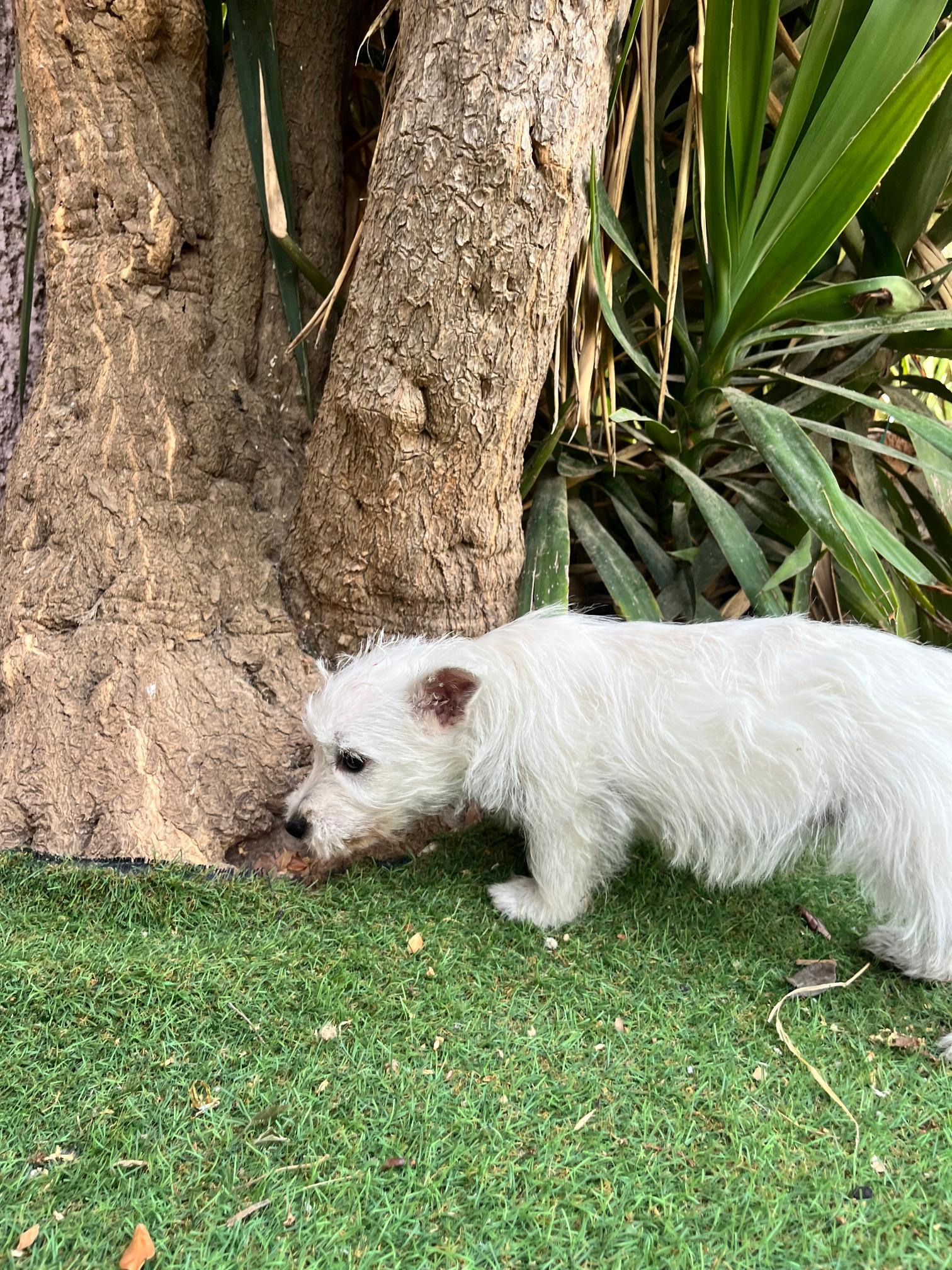 West Highland Terrier - Image 13