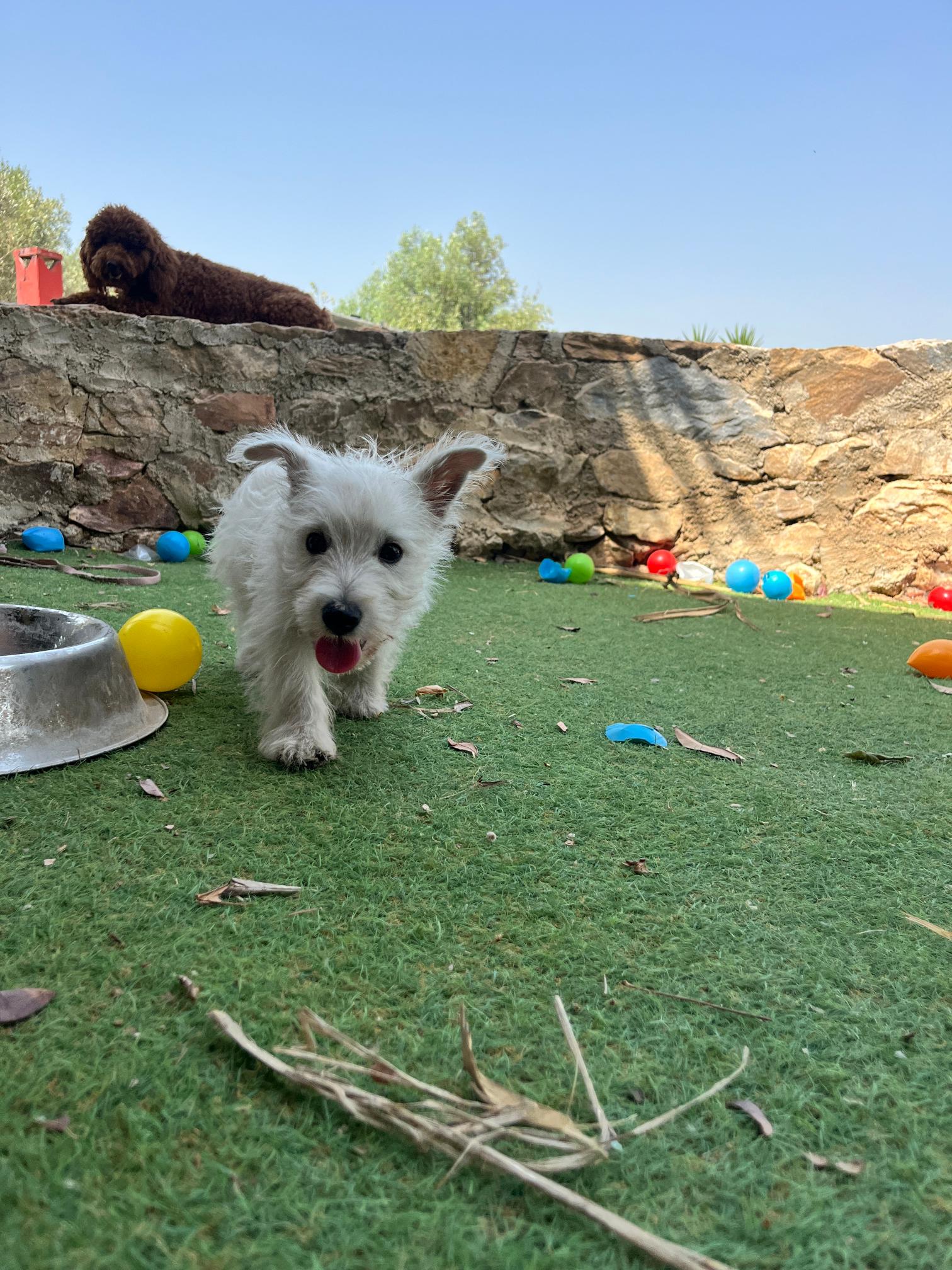 West Highland Terrier - Image 14