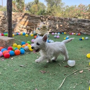 West Highland Terrier