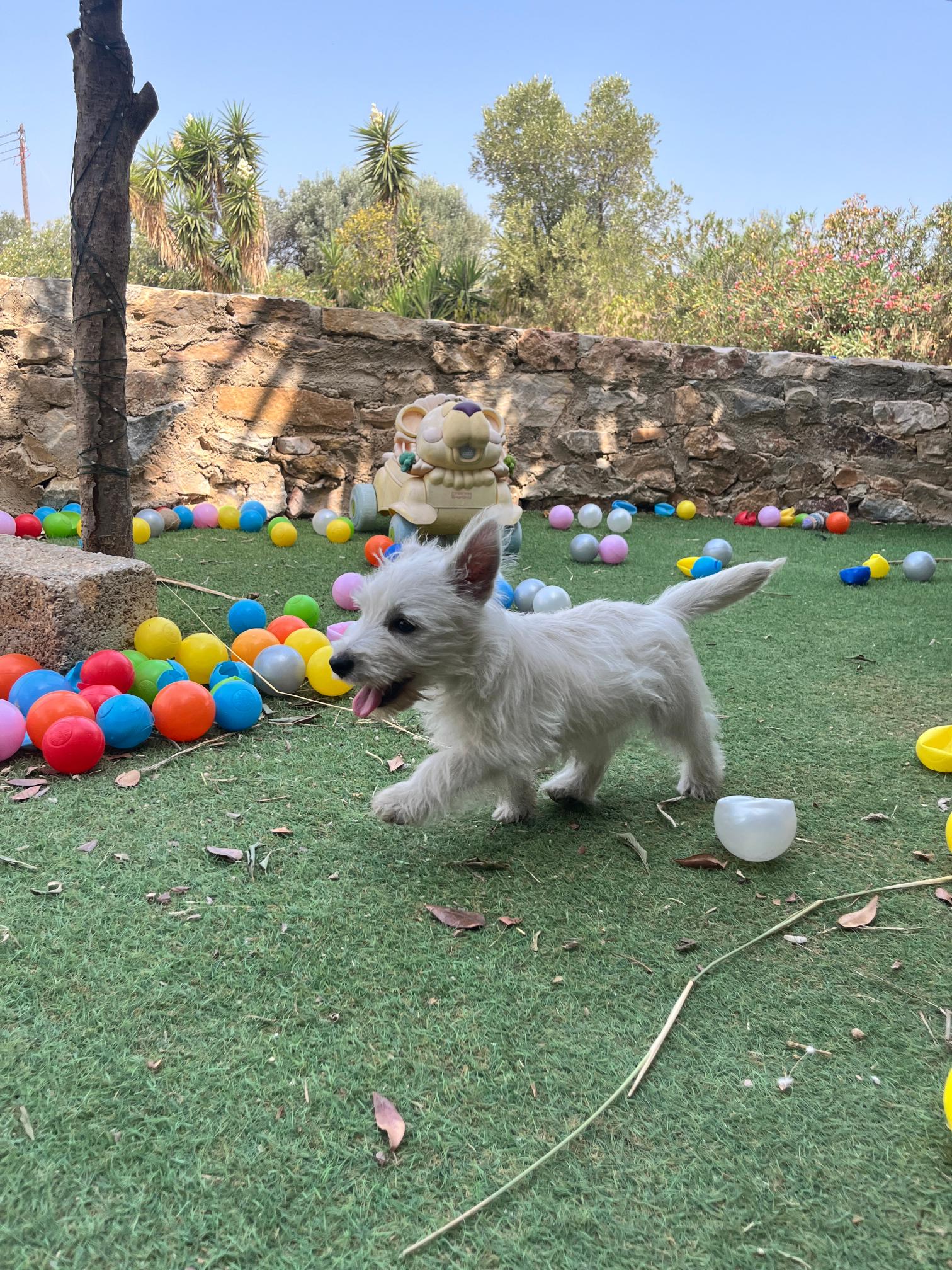 West Highland Terrier