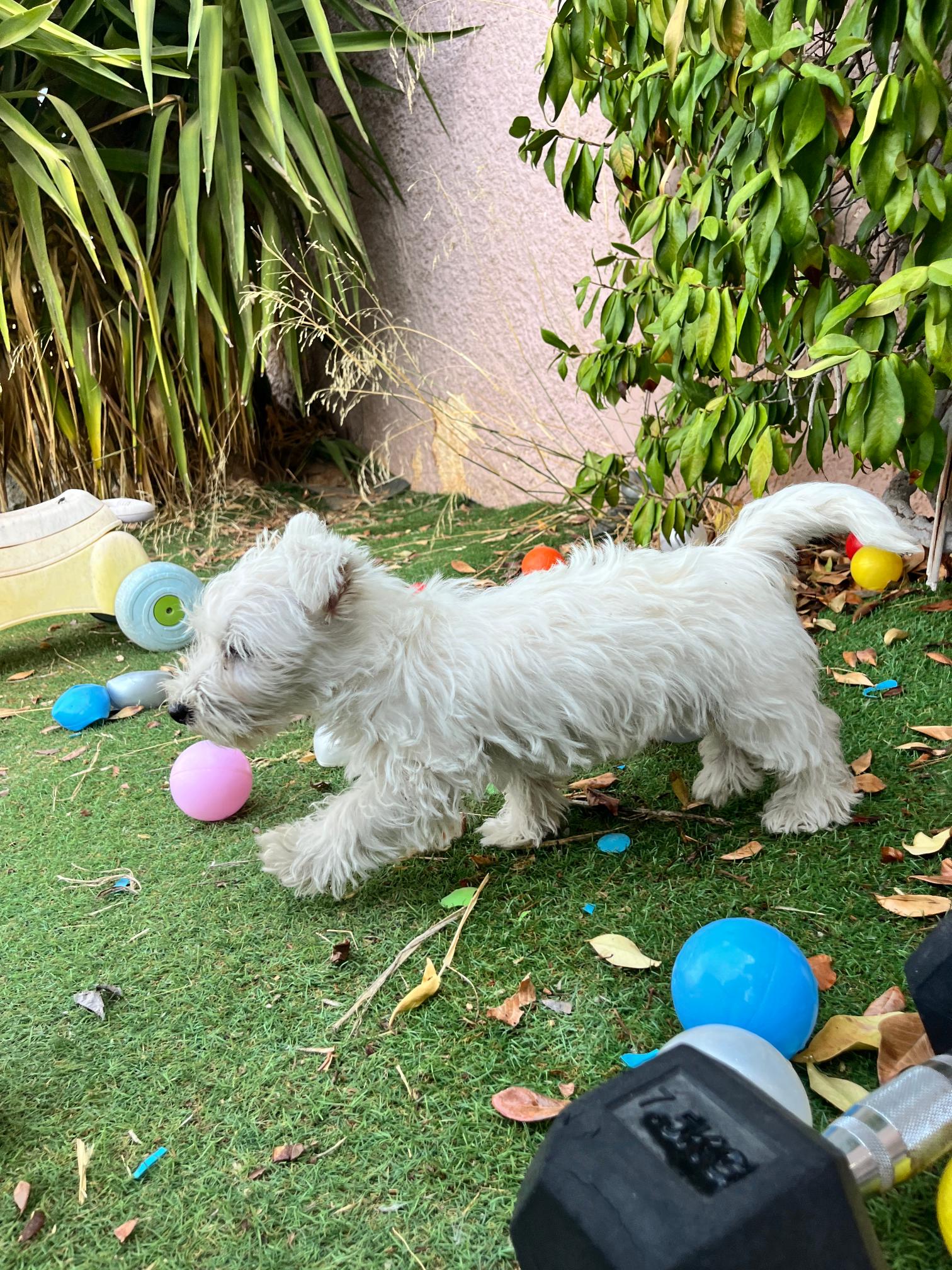 West Highland Terrier - Image 3