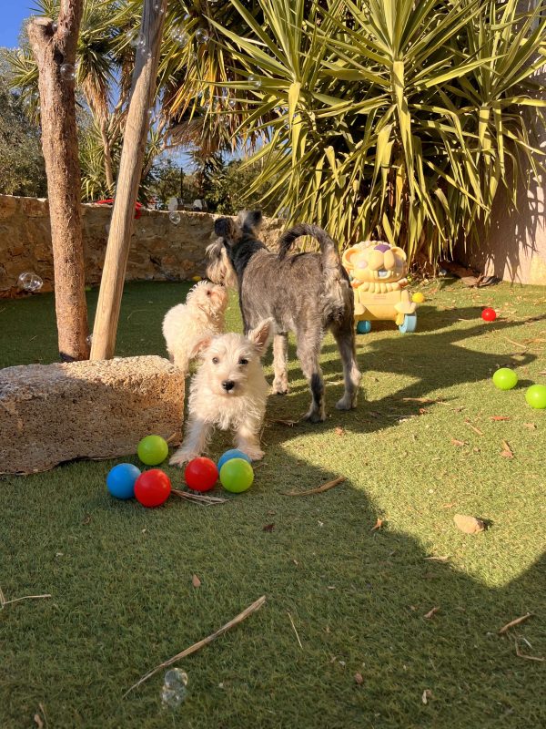 West Highland Terrier - Image 3