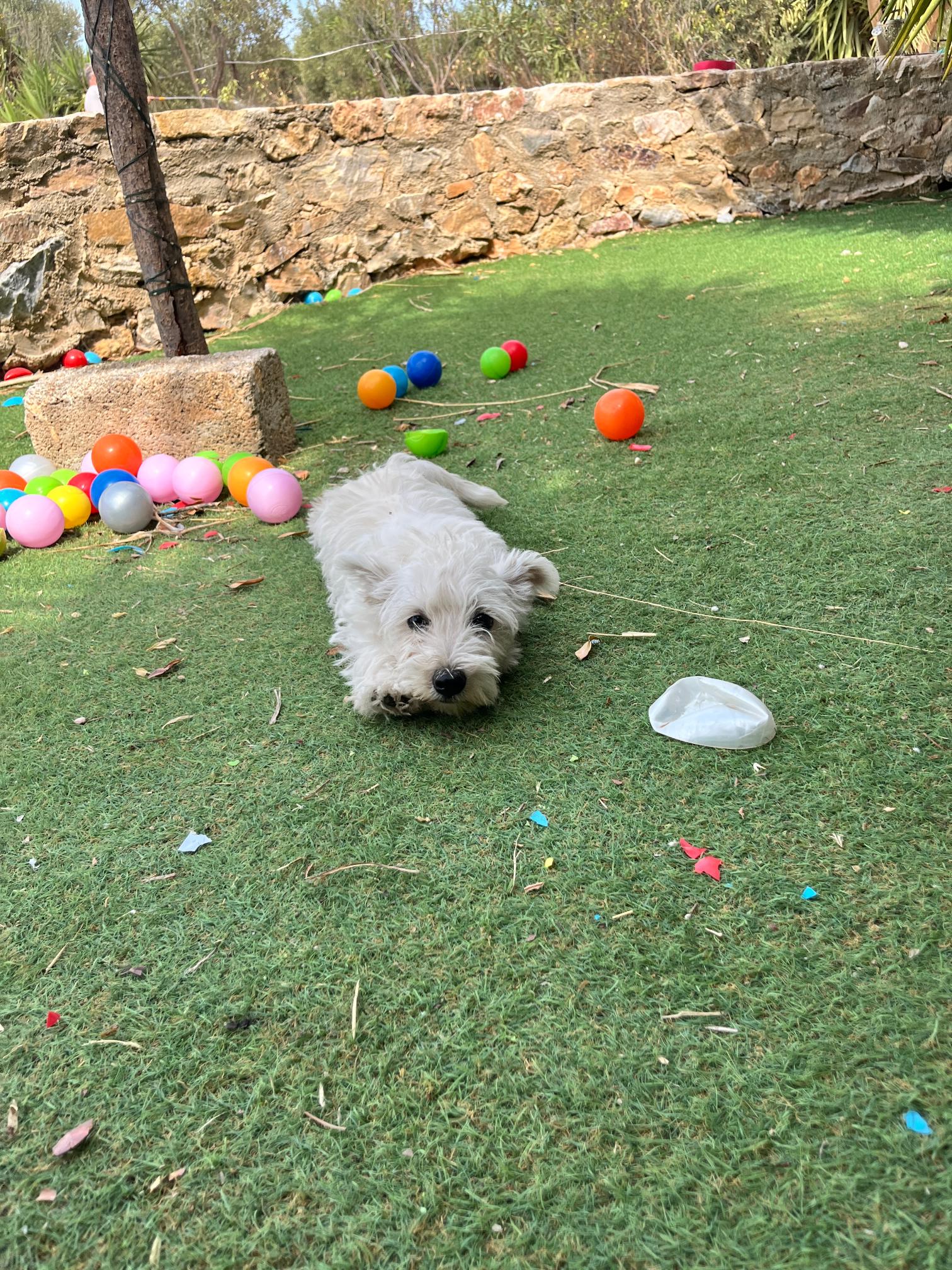 West Highland Terrier - Image 4