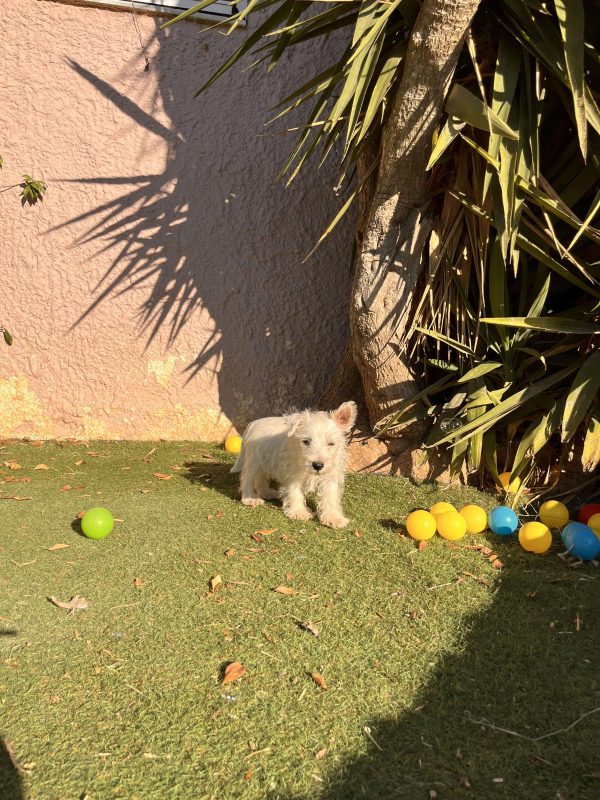 West Highland Terrier - Image 4