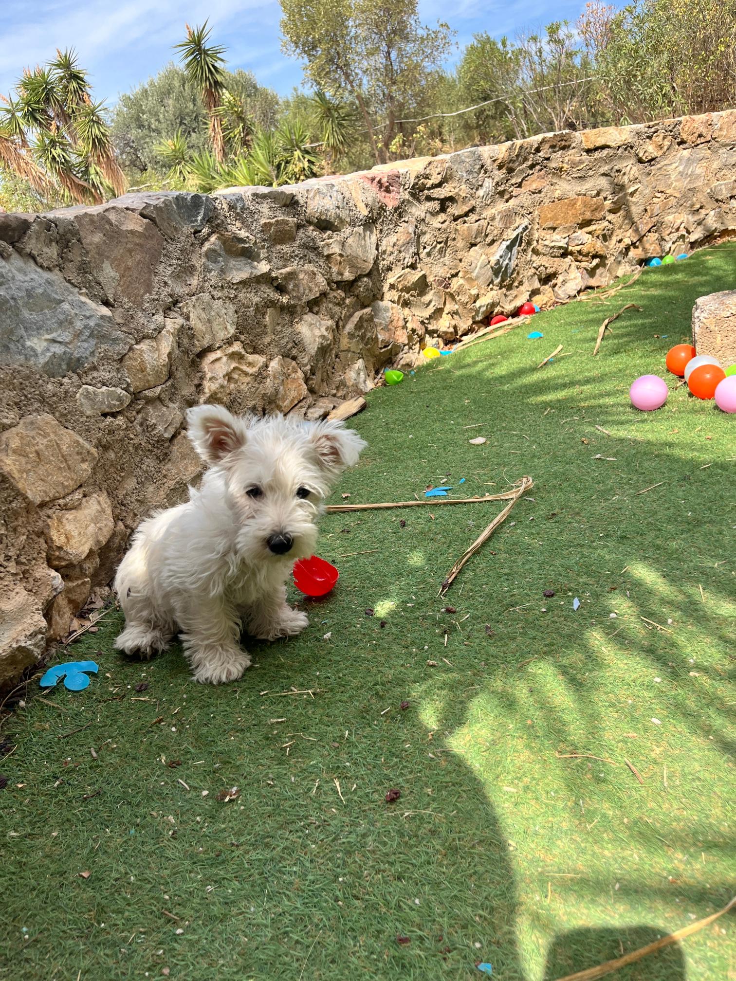 West Highland Terrier - Image 5