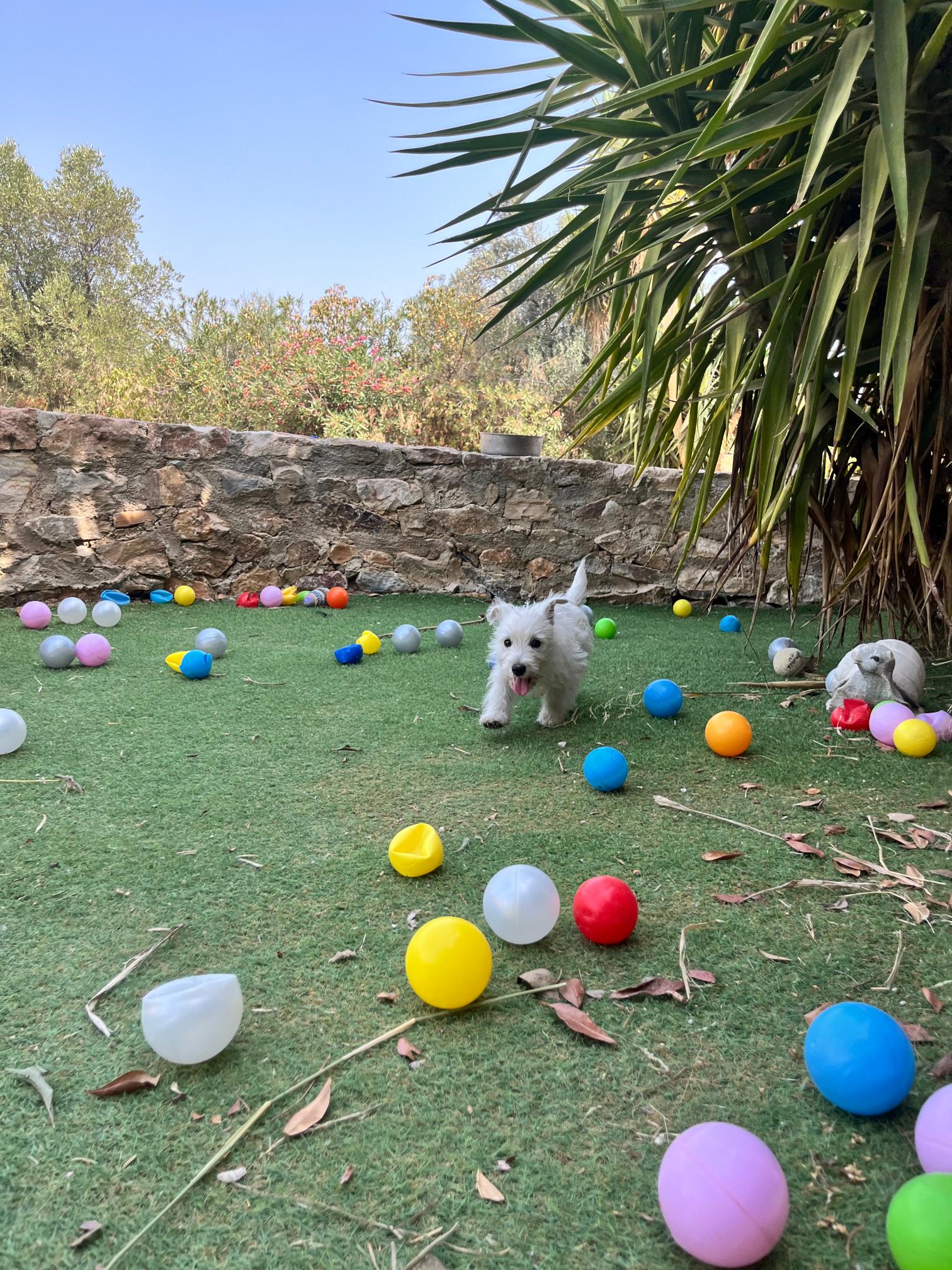 West Highland Terrier - Image 6