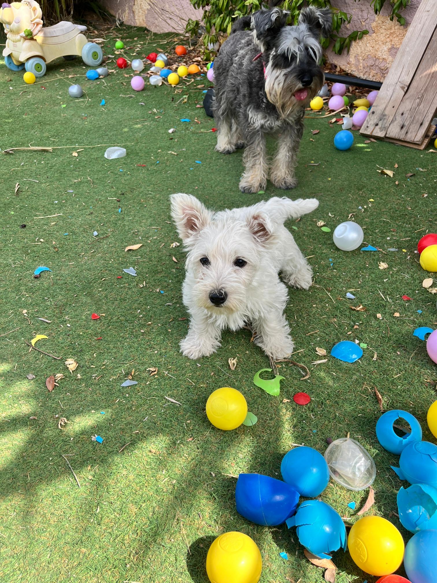 West Highland Terrier - Image 6
