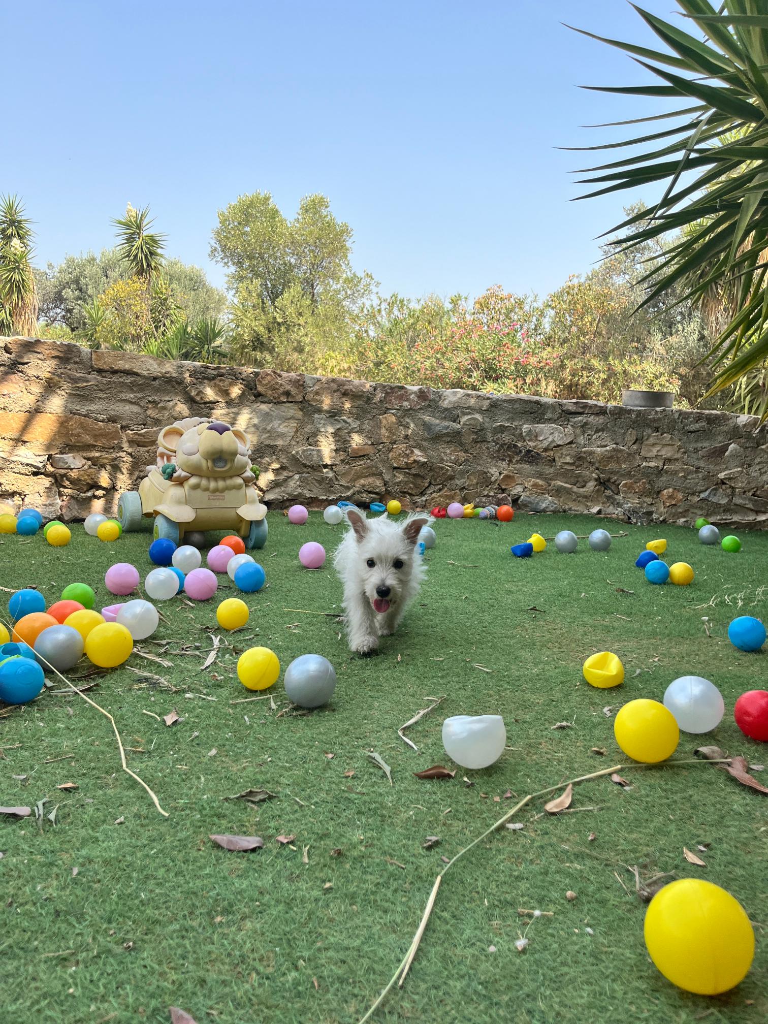 West Highland Terrier - Image 7