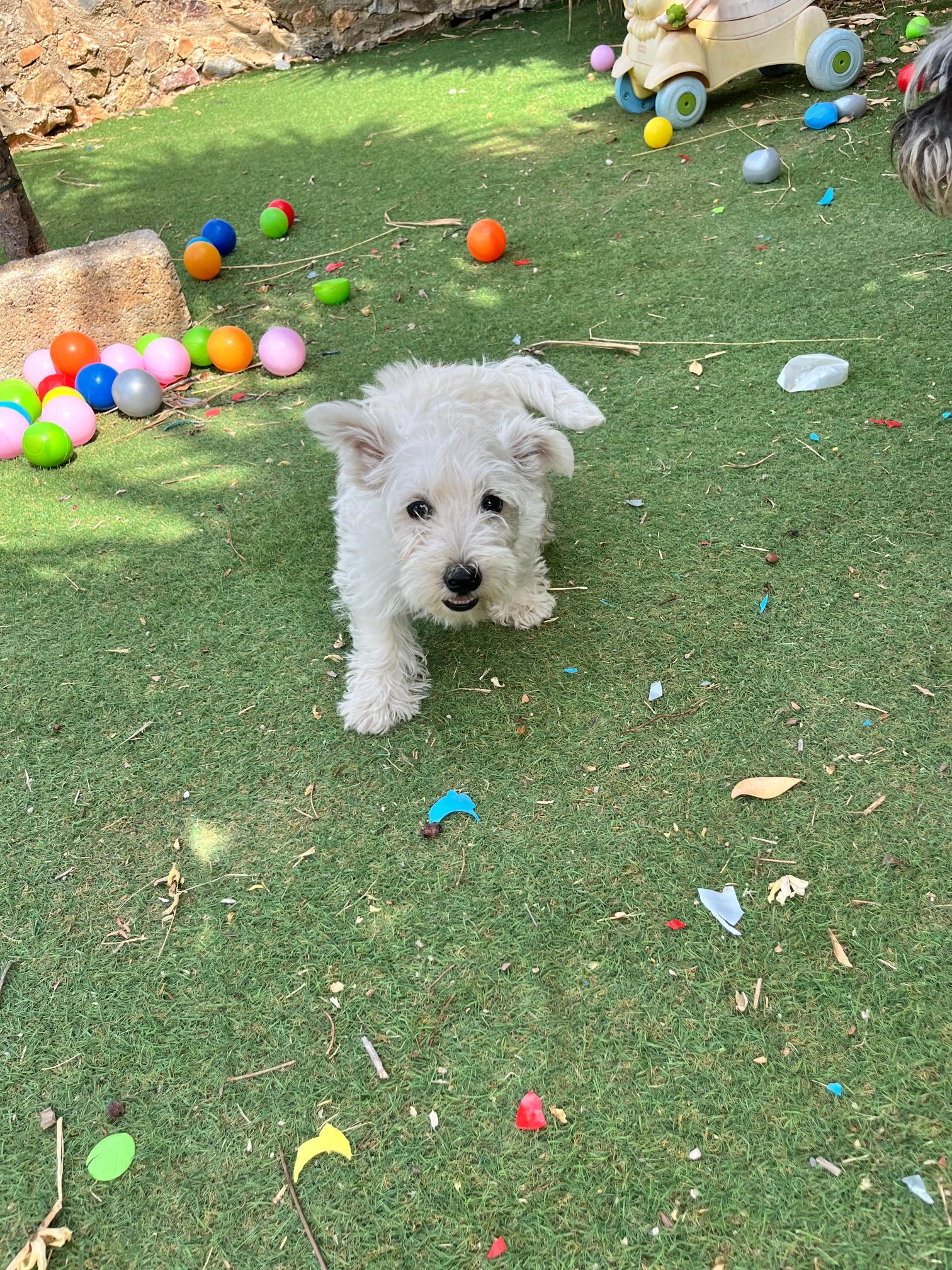 West Highland Terrier - Image 7