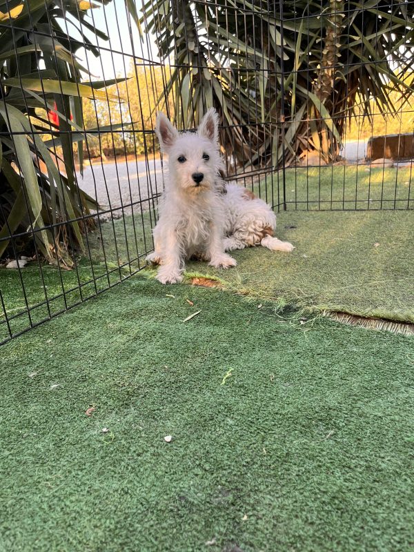 West Highland Terrier - Image 5