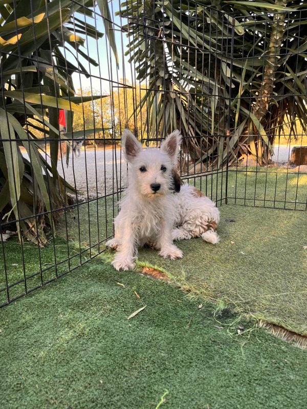 West Highland Terrier - Image 6