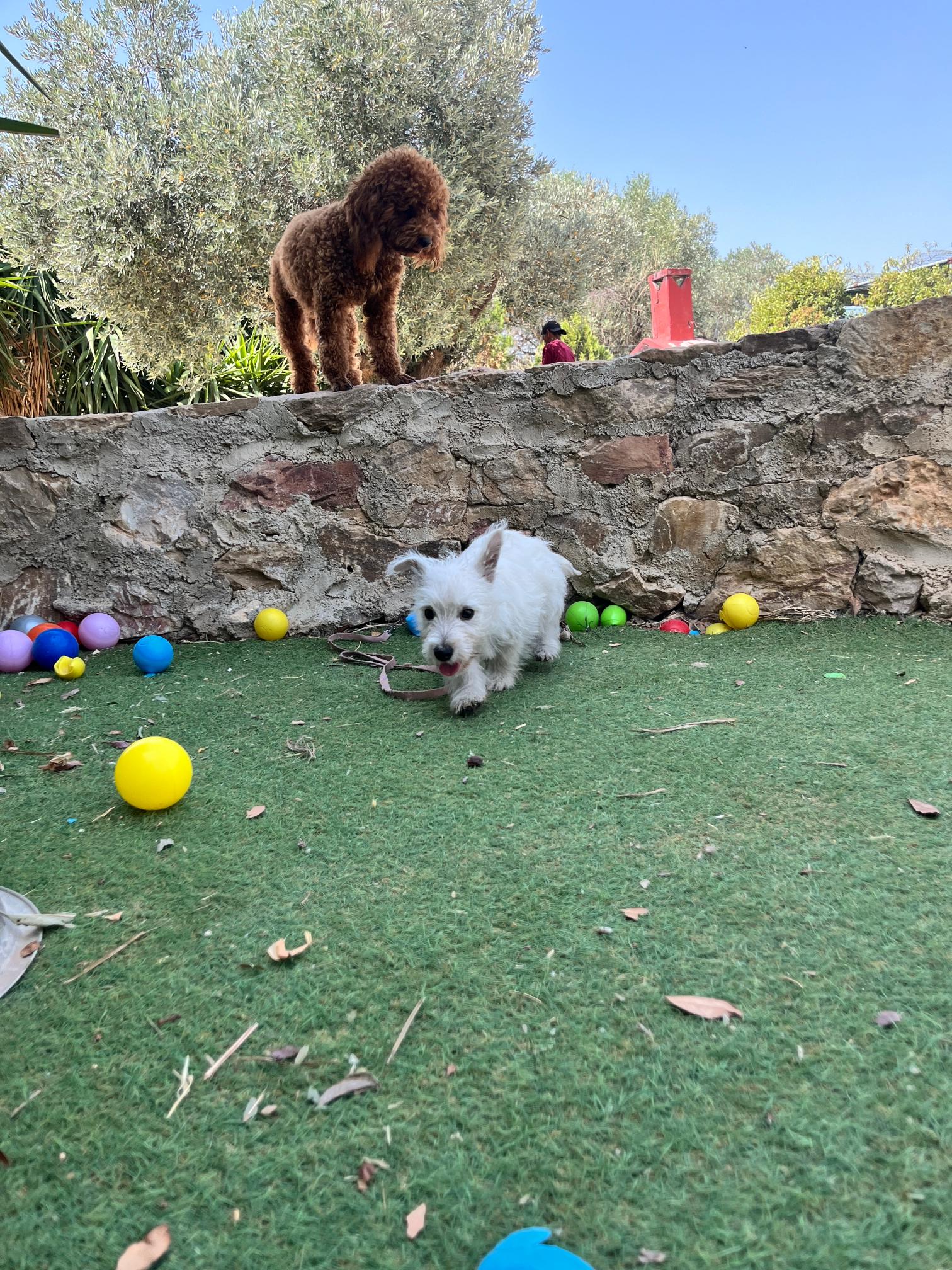 West Highland Terrier - Image 10