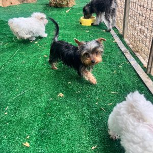 Yorkshire Terrier